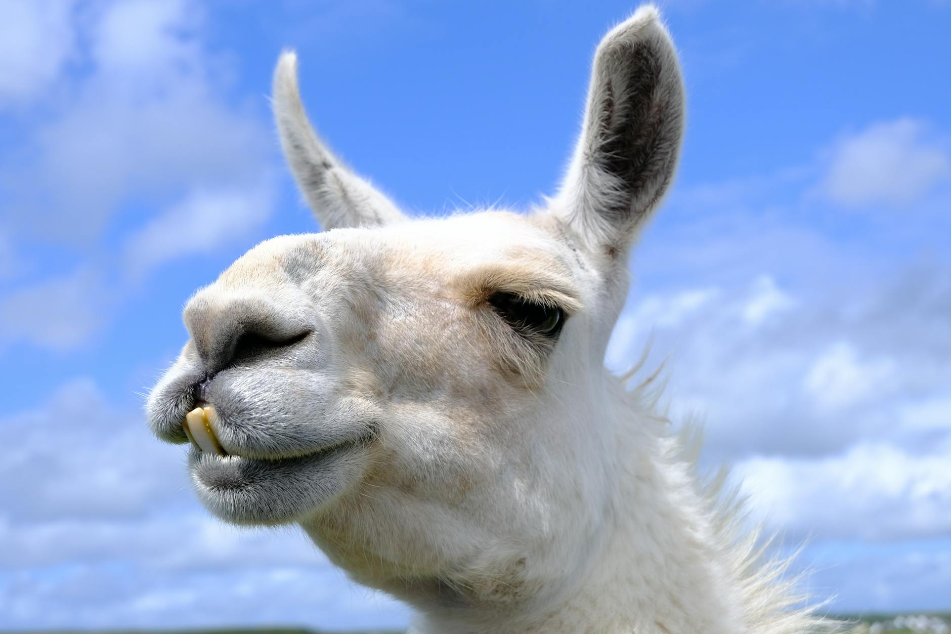 Llama 3.3 vs GPT-4.1 vs Claude 3.5 em 2026 — Foto por Fernando Soares via Pexels