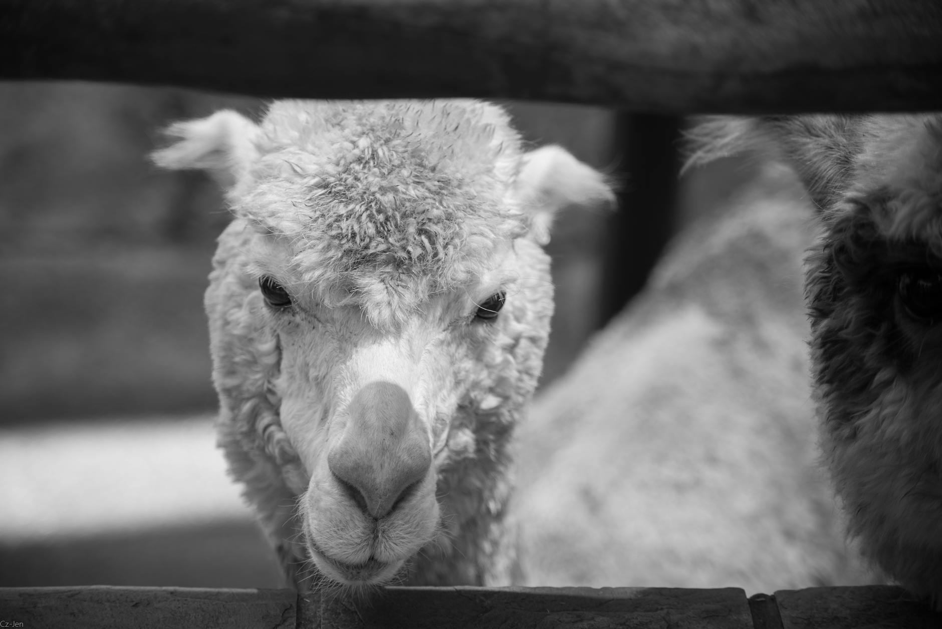 RAG com Llama 3.1 e PostgreSQL em Produção — Foto por Cz Jen via Pexels